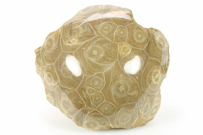 Polished Fossil Coral (Actinocyathus) Head - Morocco #271836